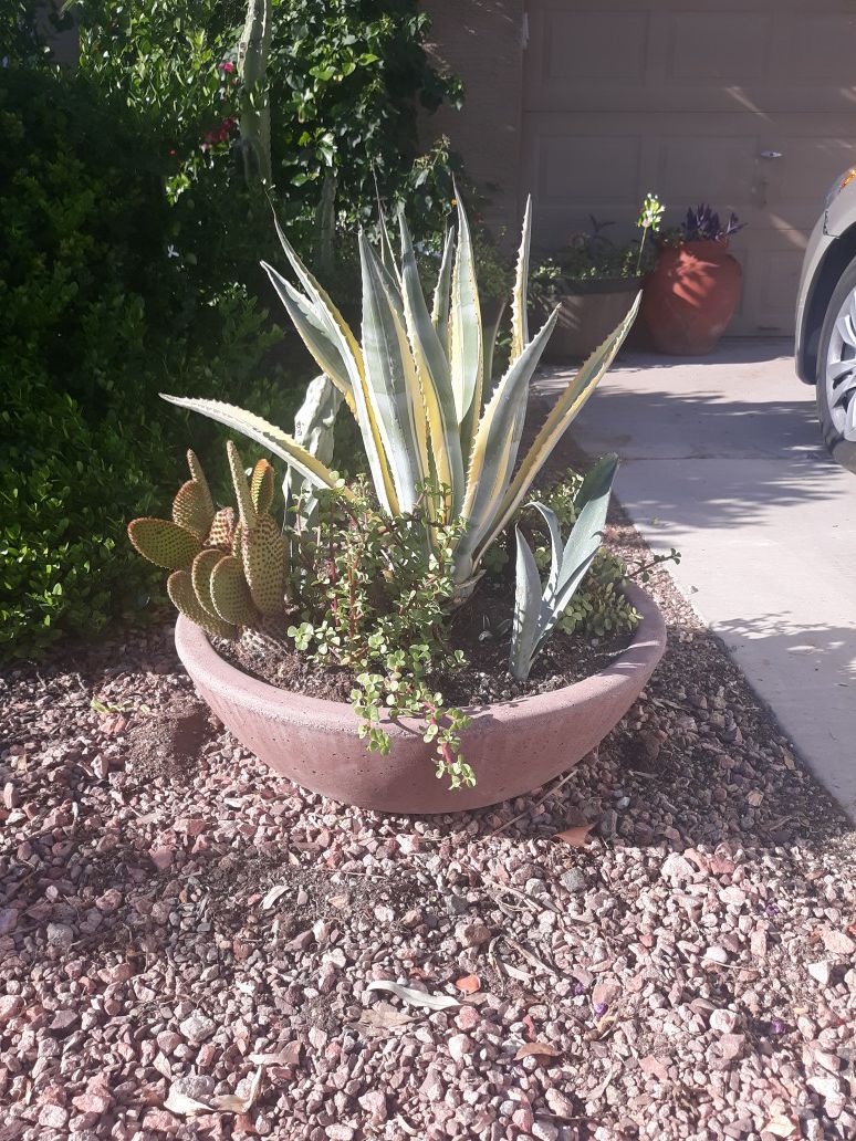 Large concrete planter with a sordid succulents and cacti