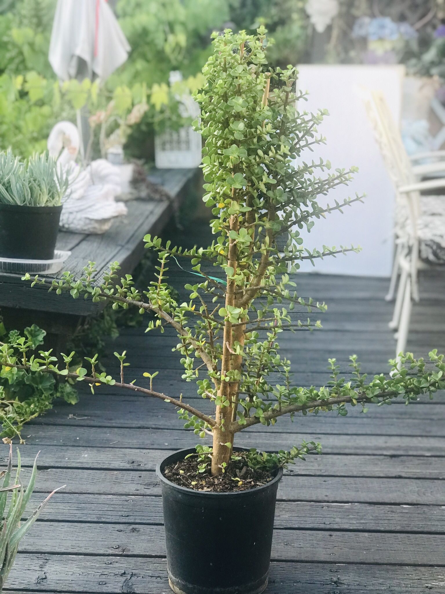 $12 Elephant ear jade plant