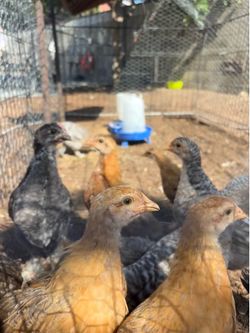 🐥 Backyard Chicks Available 🐥