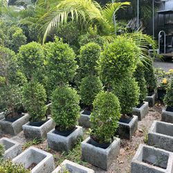 Double Balls Topiary In 3 Gls Pot. SPECIAL PRICE 🤩