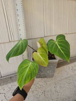 Philodendron Gloriosum Plant