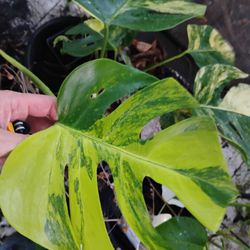 Monstera Albo And Aurea All Sizes Available 