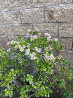 So beautiful, very big Jade tree like decoration in a garden
