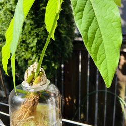 Avocado Plant