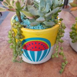 Cute Watermelon Ceramic Pots Colorful Succulents 🍉🌵🎁