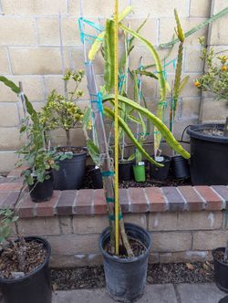 Dragon Fruit In Pot- Bruni Variety