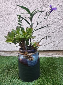 Planta