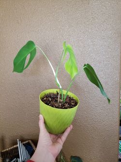 monstera deliciosa in wild Adansonii Monstera – Wild & Son main image 1