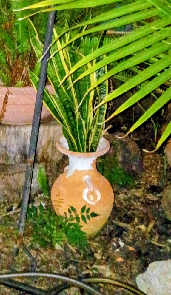 Snake Plant In A Terracotta Vase