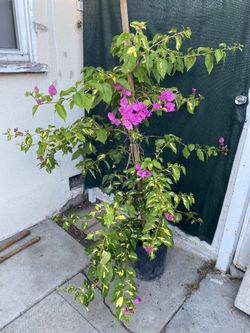Bougainvillea, Veranera, Camellina Yellow Green Leaves Plant, In 5 Gallóns Pot Pick Up Only