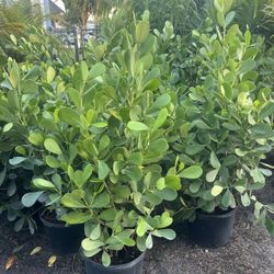 CLUSIA PLANT (makes cool hedging for walk or drive way also garden border) Full 3ft  Above Ground 