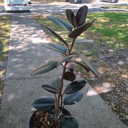 Rubber plant, natural