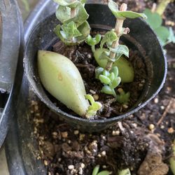 Baby Succulent Assortments