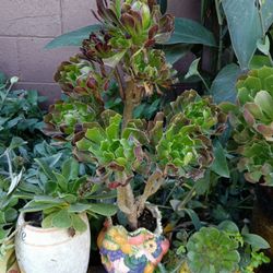 Planta Suculenta En Maseta De Frutas