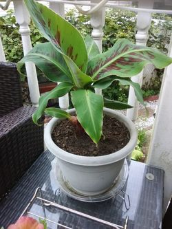 DWARF BLOODY BANANA PLANTS 