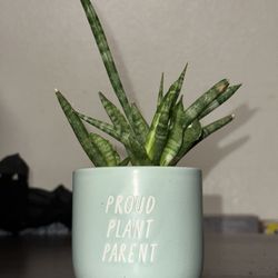 sansevieria plant