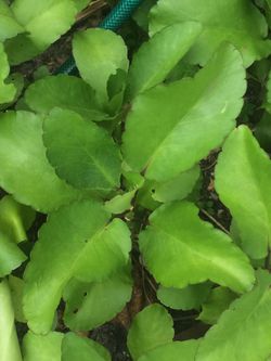 3 Miracle leaf plant/ High blood pressure