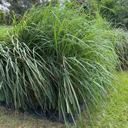 Lemongrass For Sale!