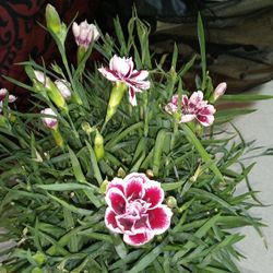 miniature variegated carnation