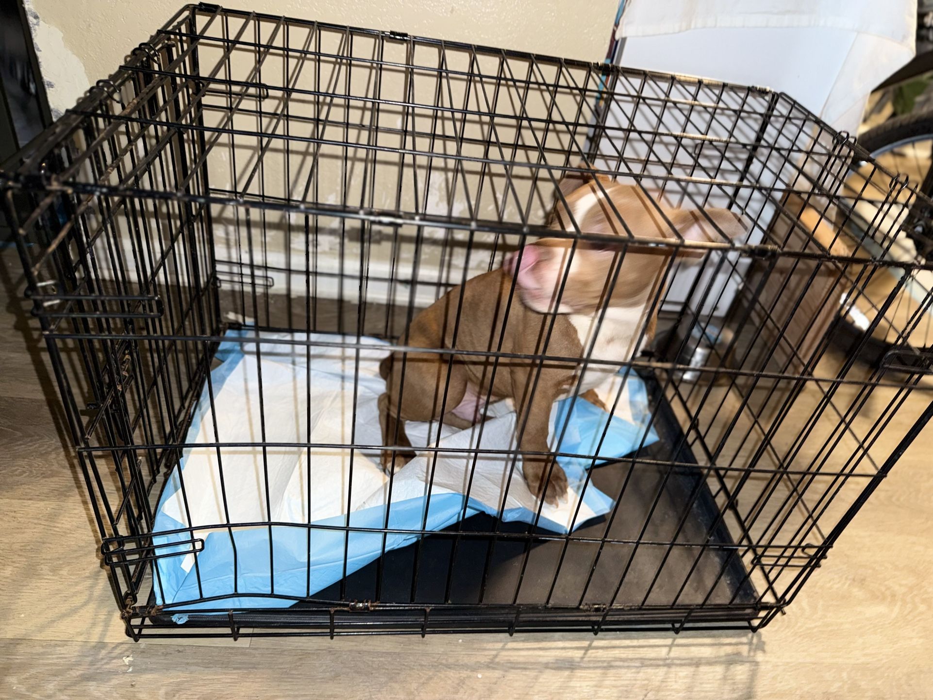 DOG Crate