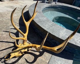 Vintage elk skull mount