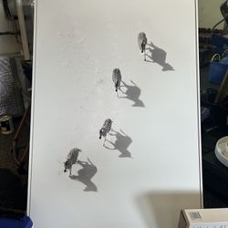 Extra large white zebra print on stretched canvas