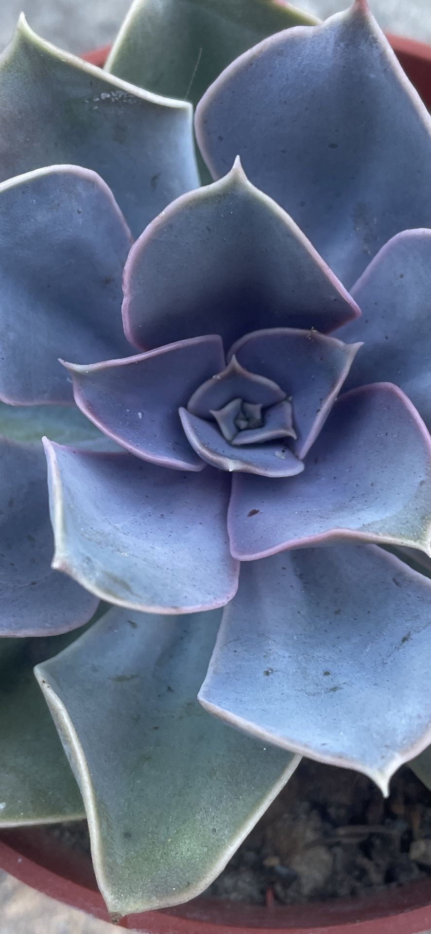 Succulents & Plants For Sale
