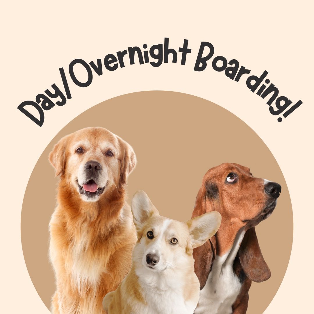 DAY/NIGHT BOARDING AND TRAINING