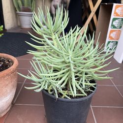 Senecio Succulent Plant Lemon Bean Bush
