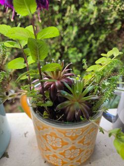 Plant Decoration Succulent in Cute Pots