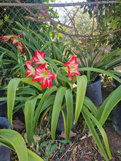 Amaryllis Plants