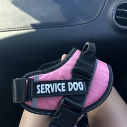 Dog Harness