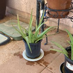 Aloe Vera Plants 