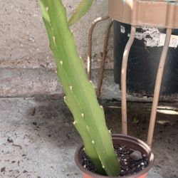 Red Dragon Fruit Cutting In 2 In Pot