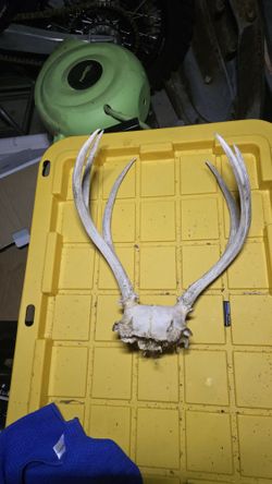 Deer Antler And Cap.