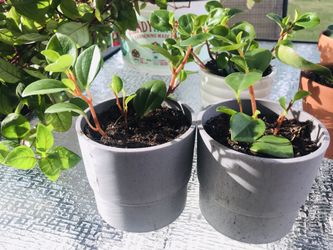 💚💚 PEPEROMIA PLANT IN A NICE IKEA GREY POT 💚💚