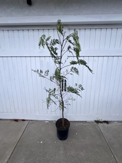Moringa (Cây chùm ngây - available)