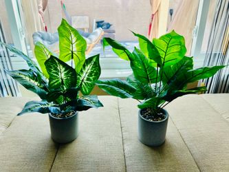 Decorative Plants