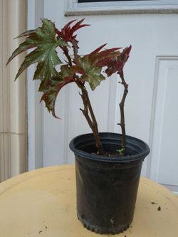 Angel Plant