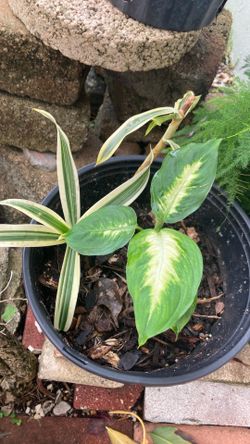 Plant