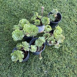 Succulent Plants 