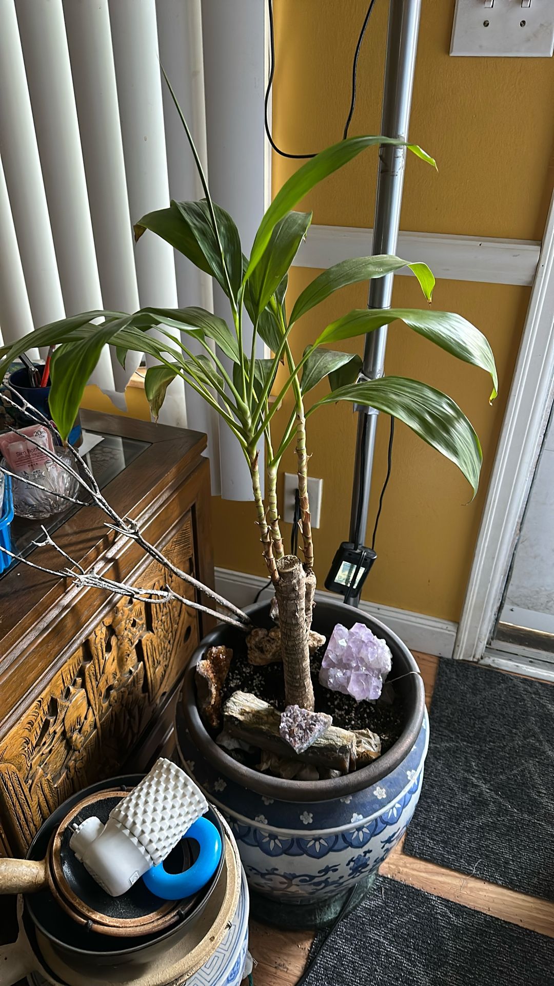 Green Leaf Ti Hawaiian plant