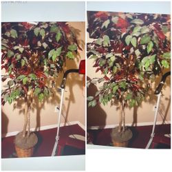 4 Ft Ficus silk Tree