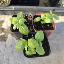 Basil Plant Albahaca