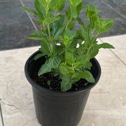 Mint Plant