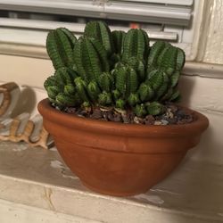 Tanzanian Zipper Cactus - Euphorbia 