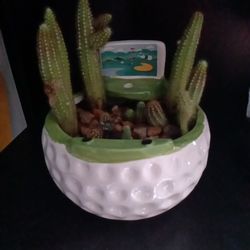 Plant Cactus
