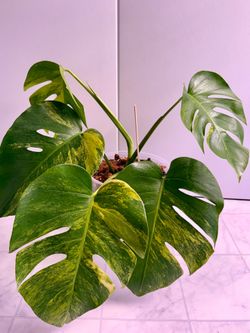Monstera Aurea Plant - 8inch #6