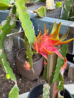 Dragon fruit plants