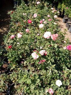 Variedad De Plantas $5dls